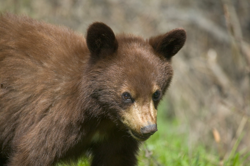Black Bear Cub, 611