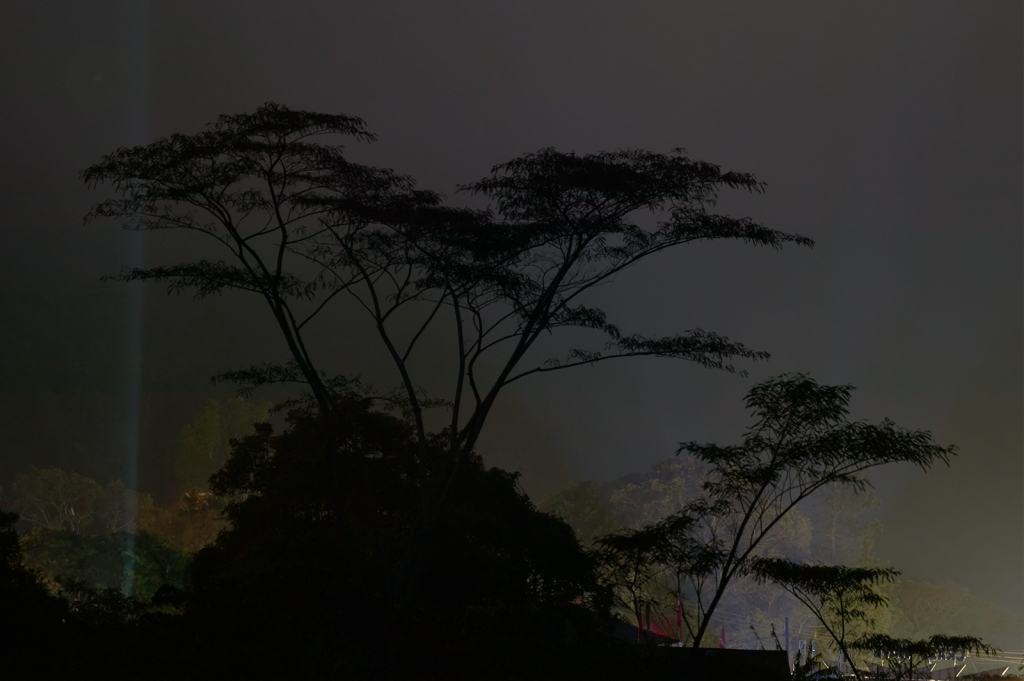 Backlit Trees, 908V1312
