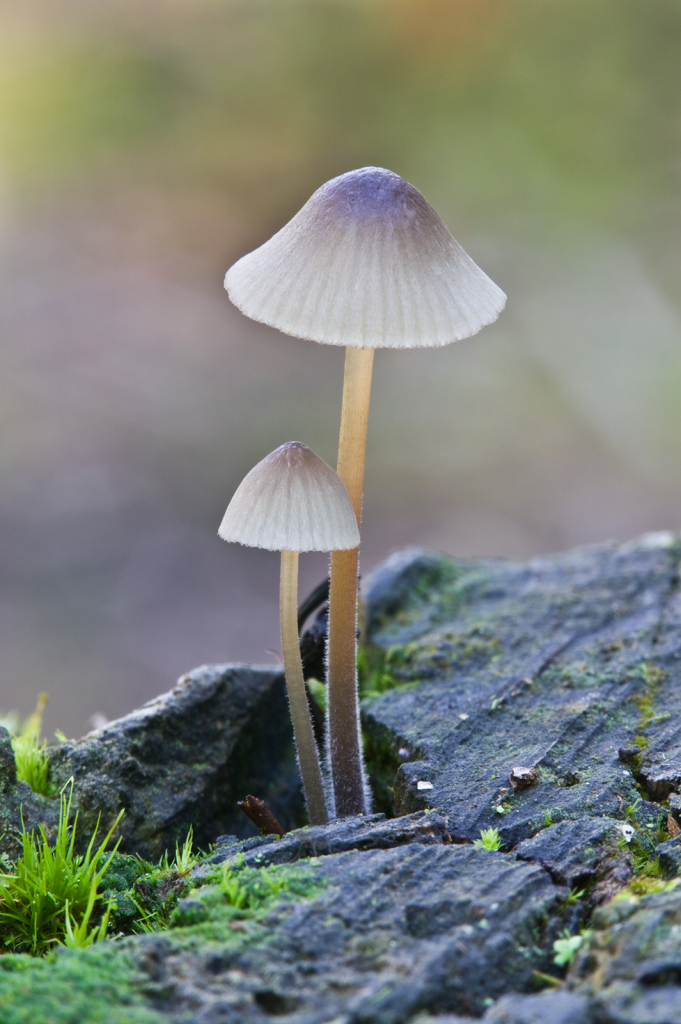 Mushroom, 908V3978