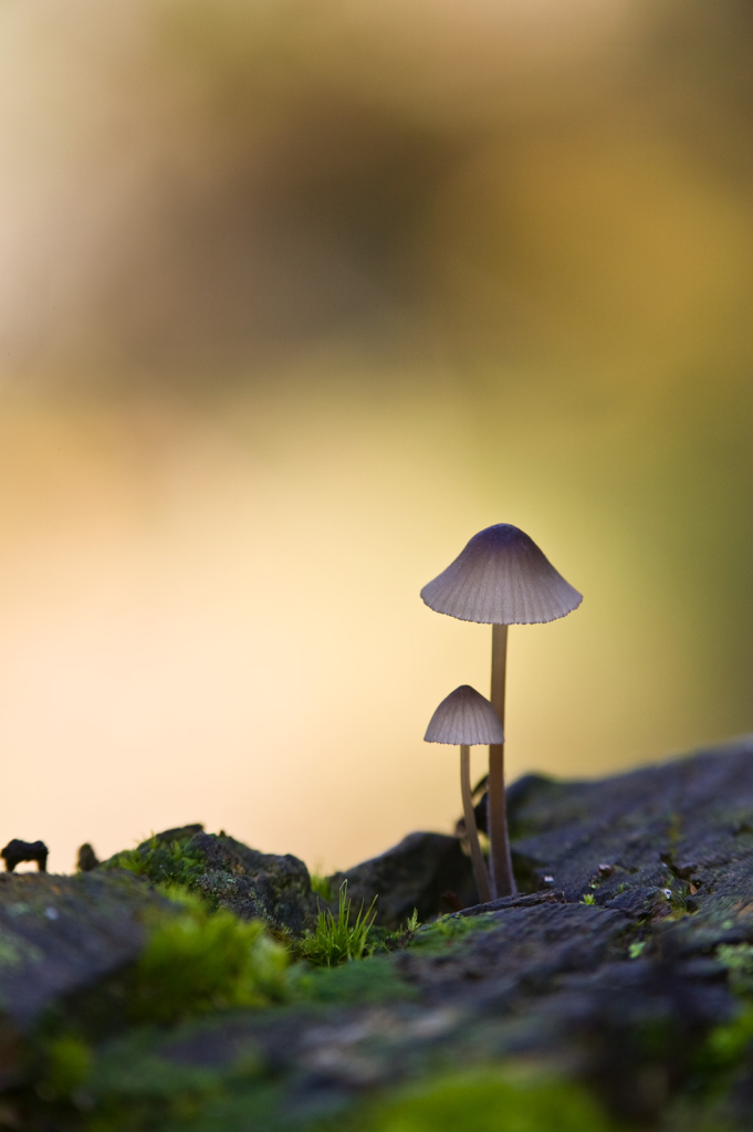 Mushroom, 908V3980