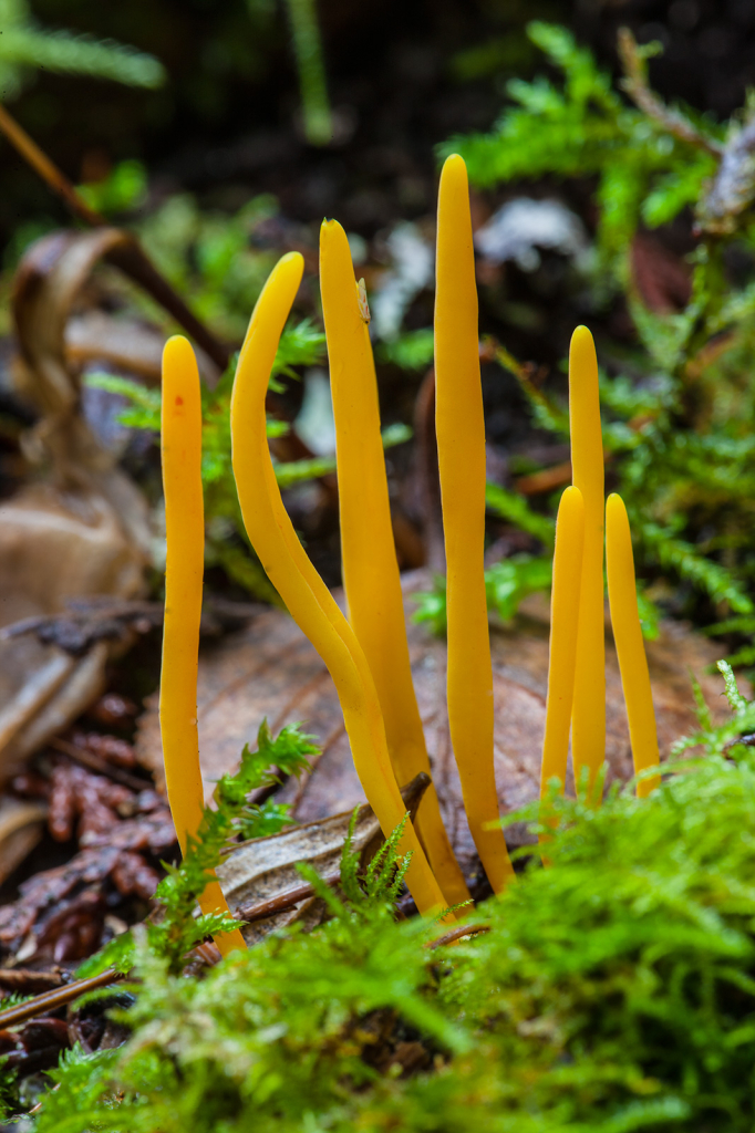 Mushroom, _DS34397