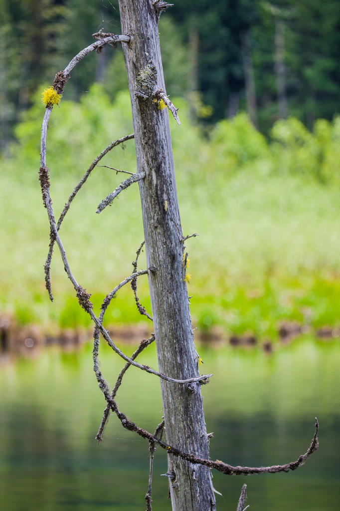 Drowned Tree, _DS34499
