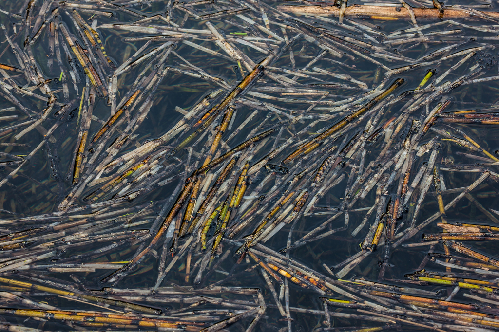 Reeds, _DS34627