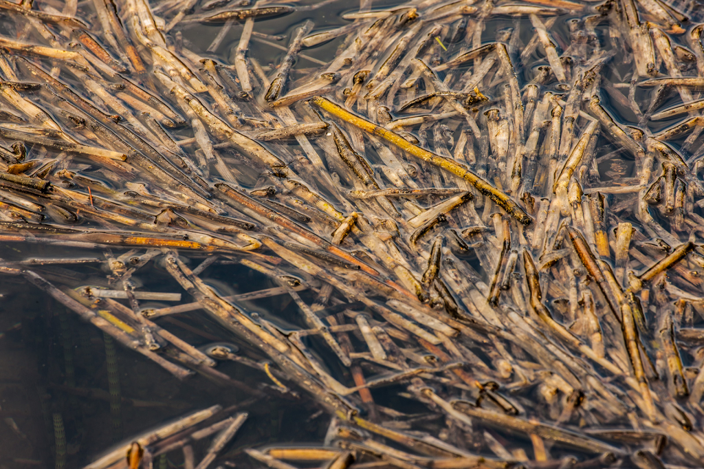 Reeds, _DS34629