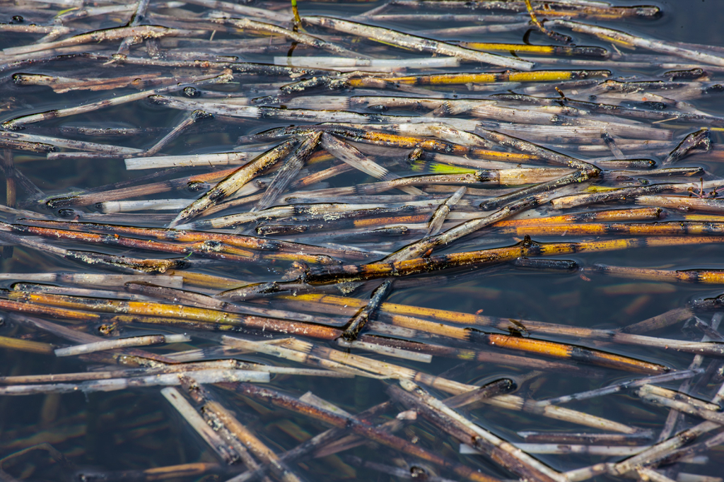 Reeds, _DS34628