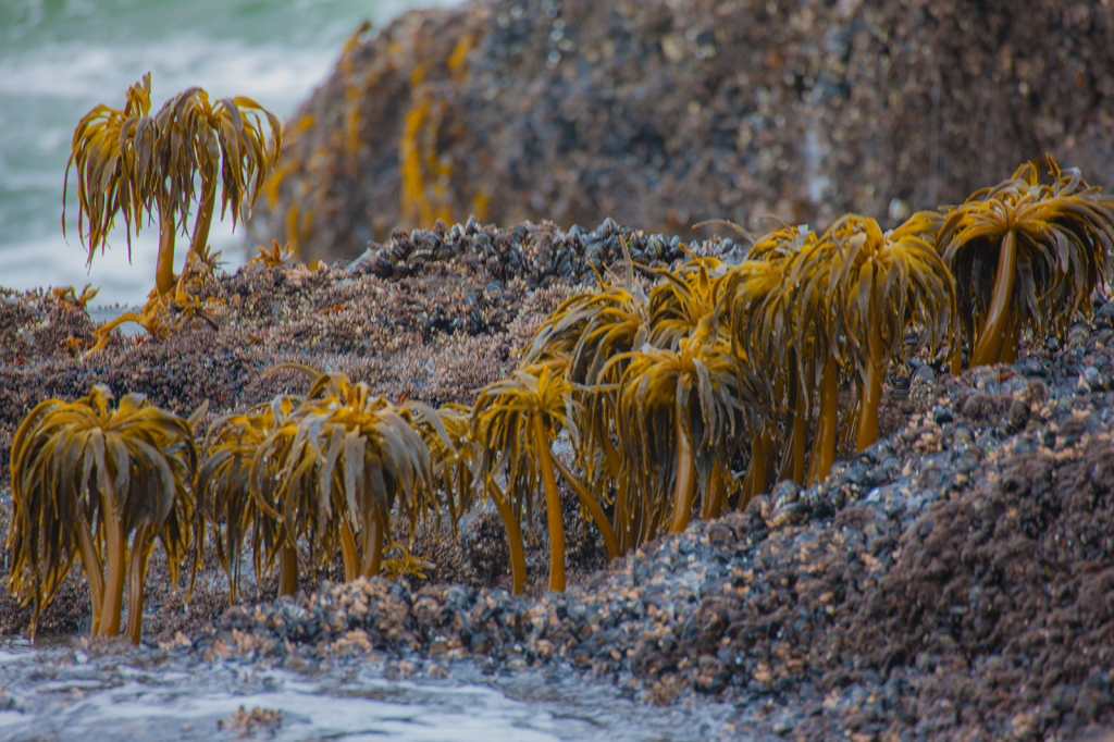 Intertidal Kelp_DS34673