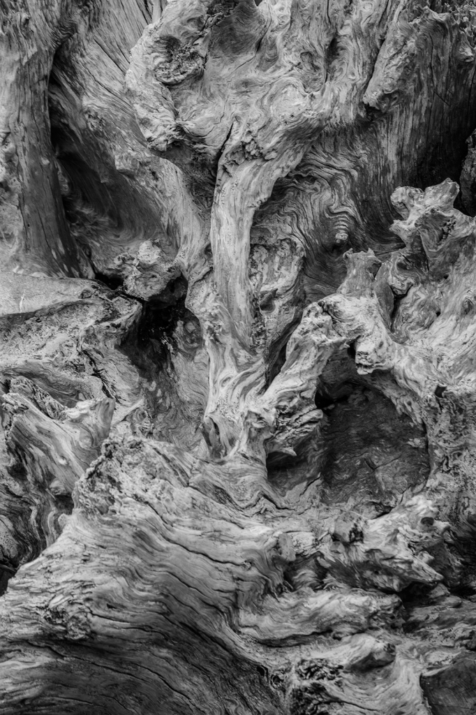 Driftwood, _DS34681
