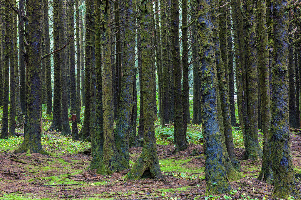 Trees, _DS34686