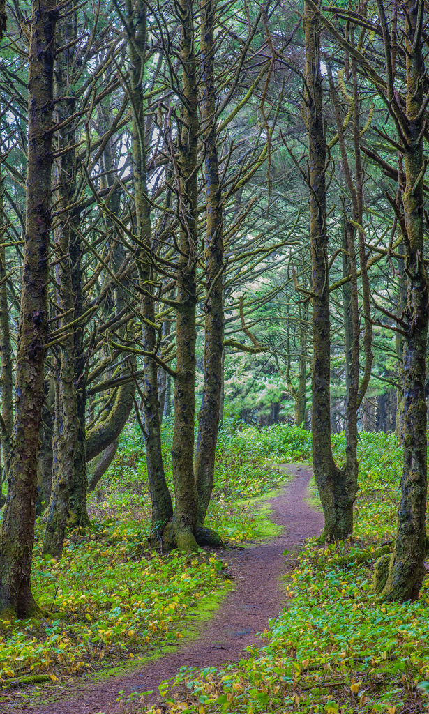 Path thru the Trees, _DS34693