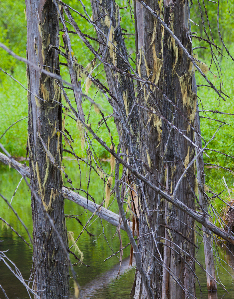 Dead Trees, _DS34711