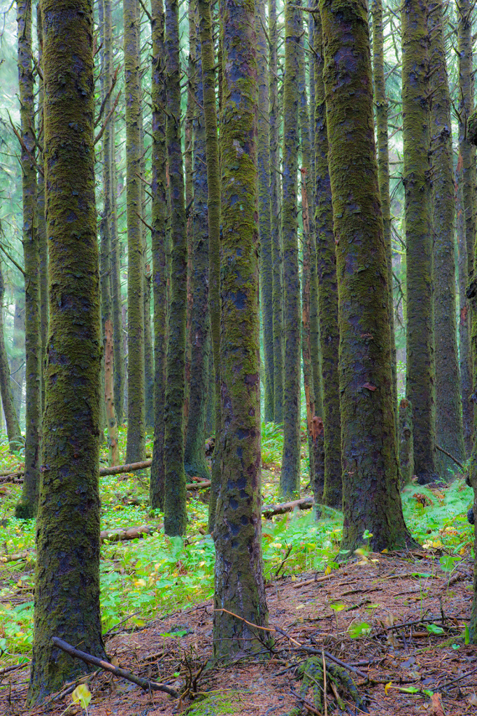 Trees, _DS34691