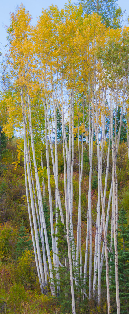 Trees, _DS34985