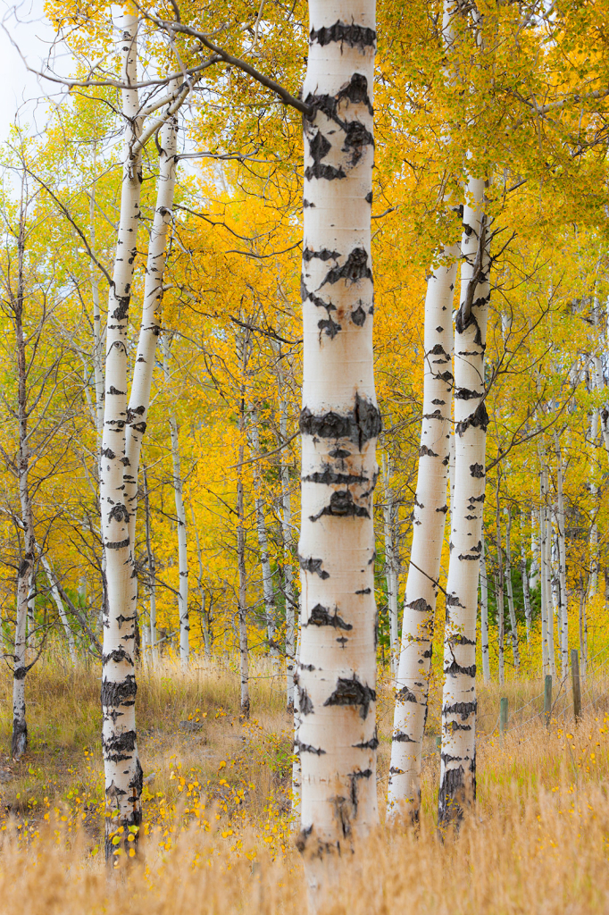 Trees, _DS35004