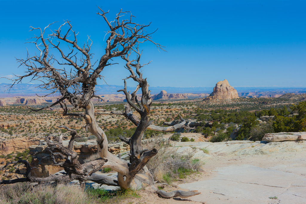 Old Tree_DS34886
