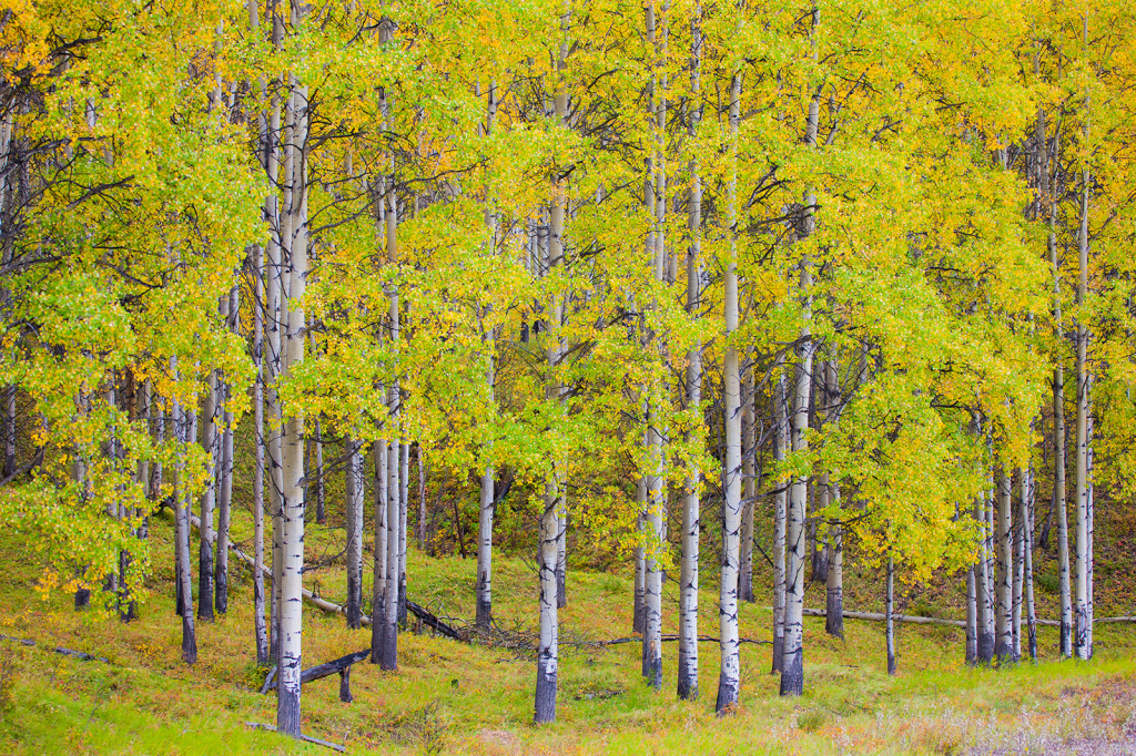 Trees, _DS34935