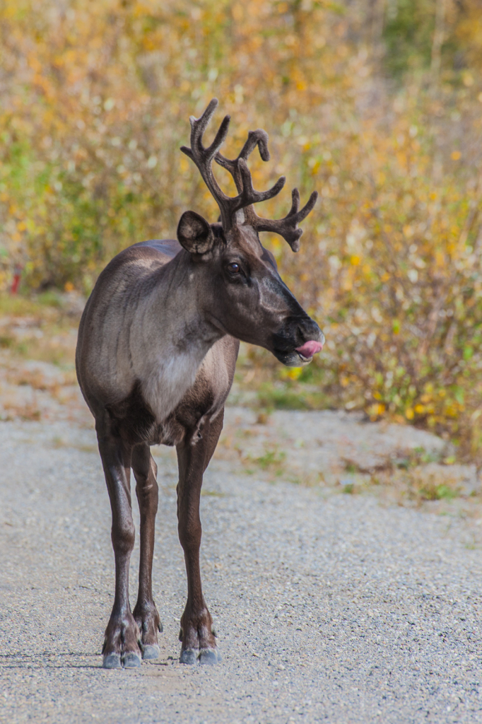 Caribou, _DS34954