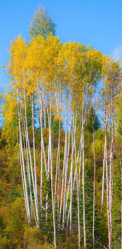 Trees, _DS34978