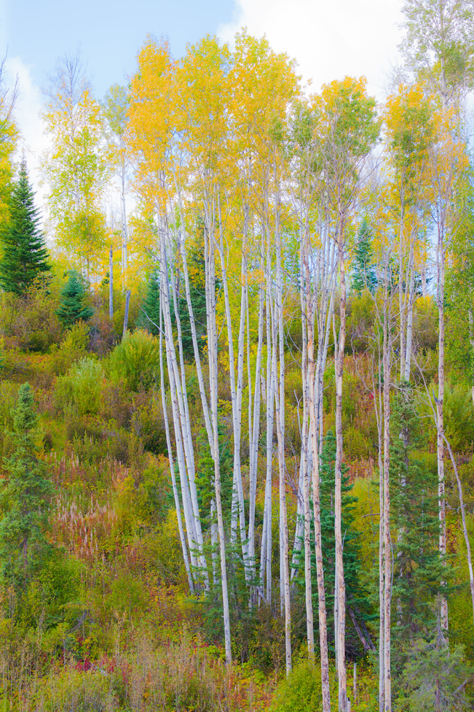 Trees, _DS34981