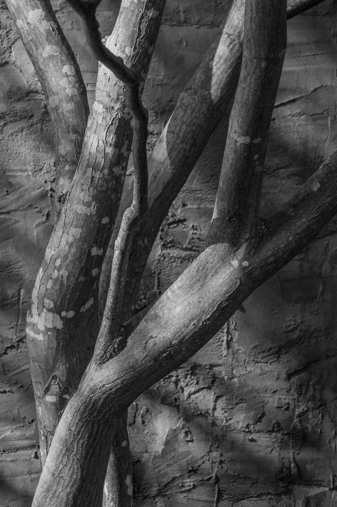 Tree against Wall, _DS35205