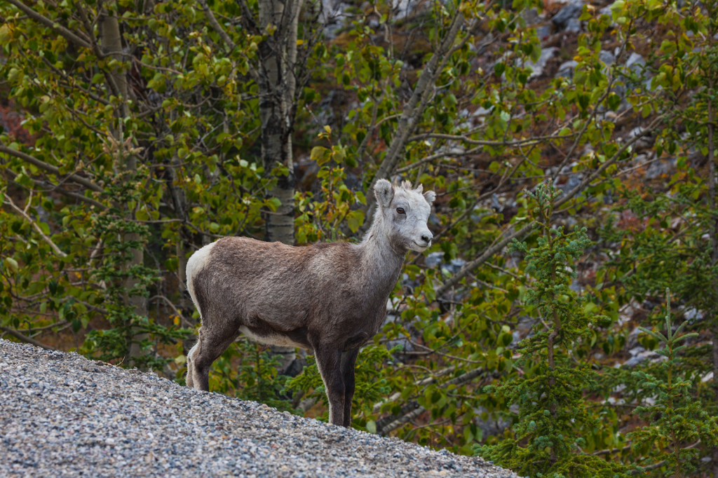 Stone Sheep, _DS35055