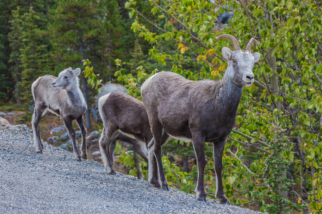 Stone Sheep, _DS35073