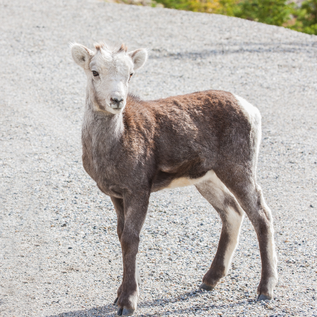 Stone Sheep, _DS35091