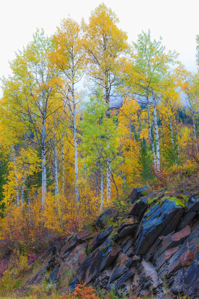 Trees, _DS35105