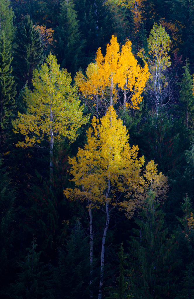 Trees, _DS35142