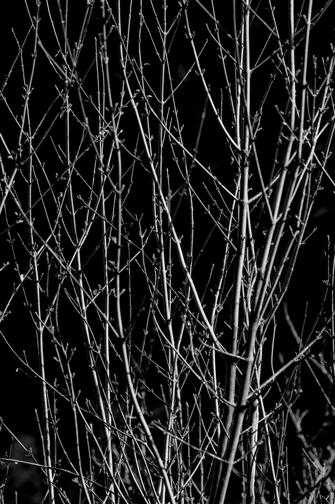 Branches, _DS35143
