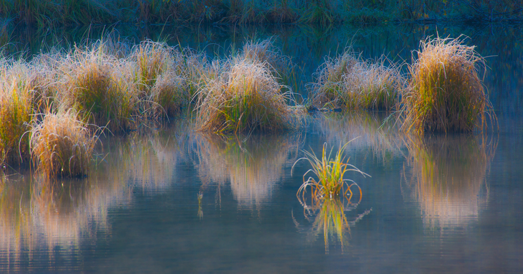 Reeds, _DS35161
