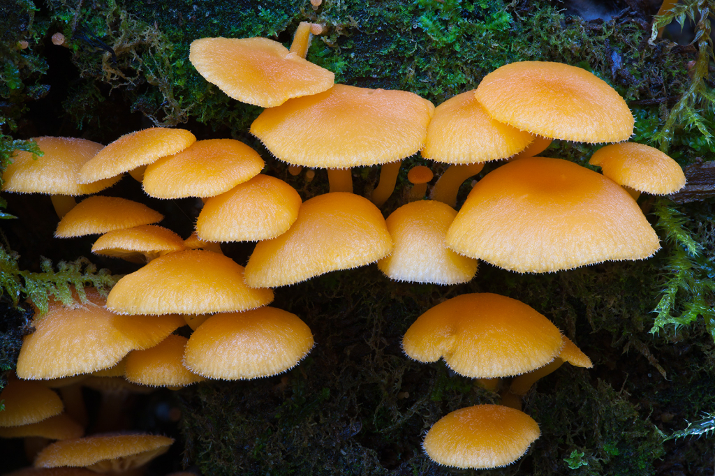 Mushroom