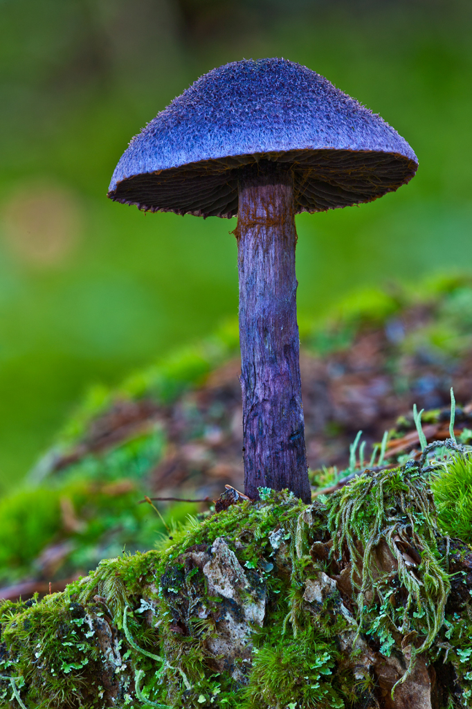 Mushroom