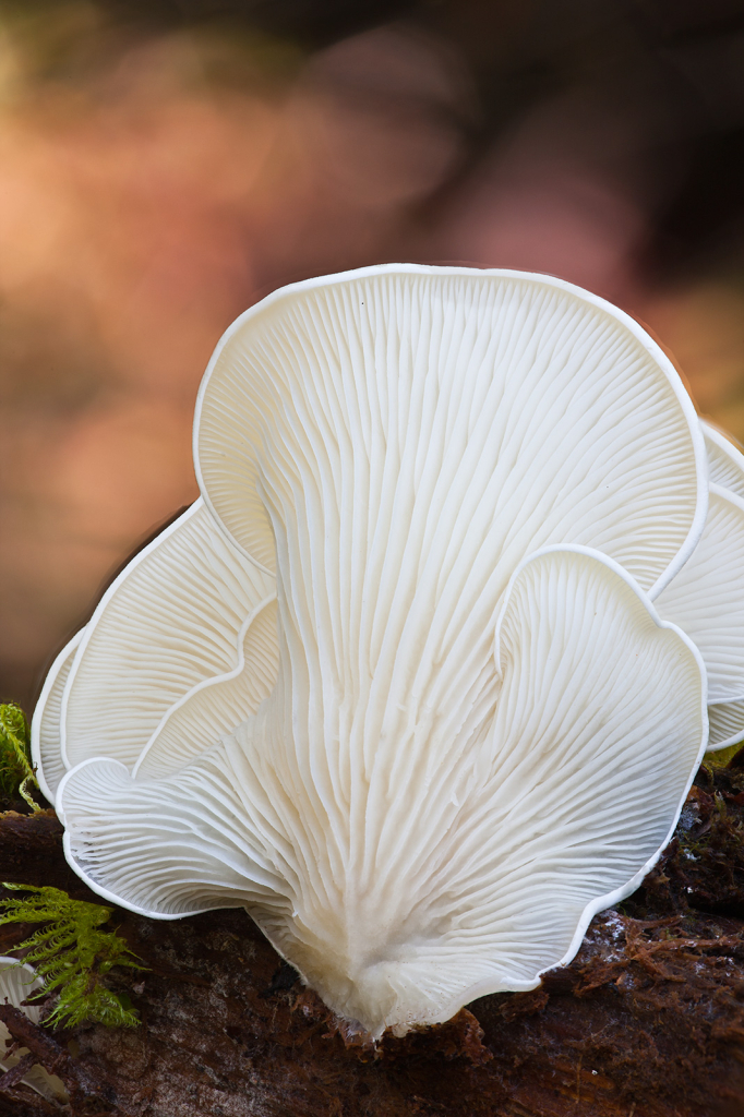 Mushroom