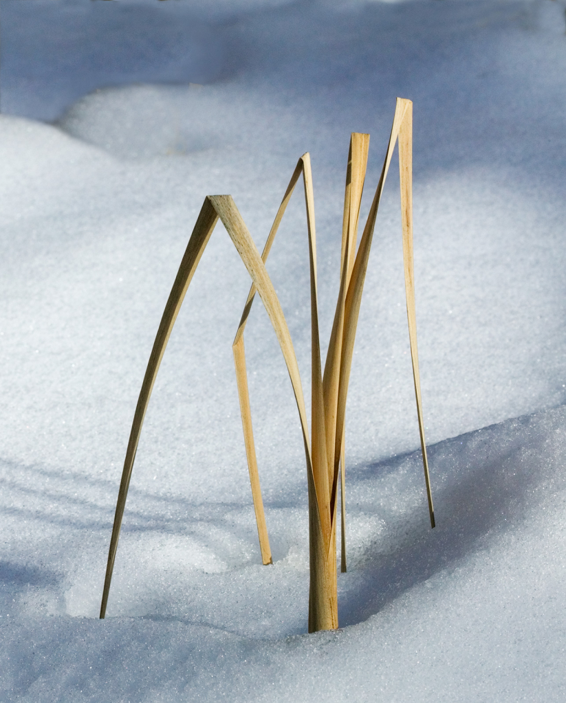 Grass in Snow, 908V1706