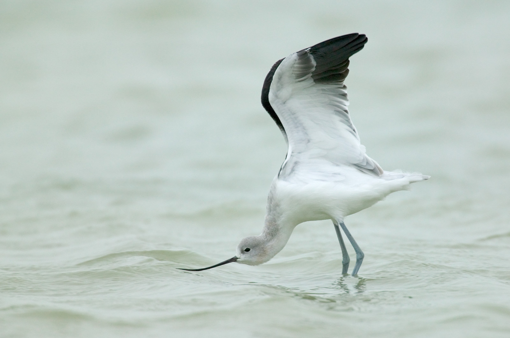 American Avocet 3129