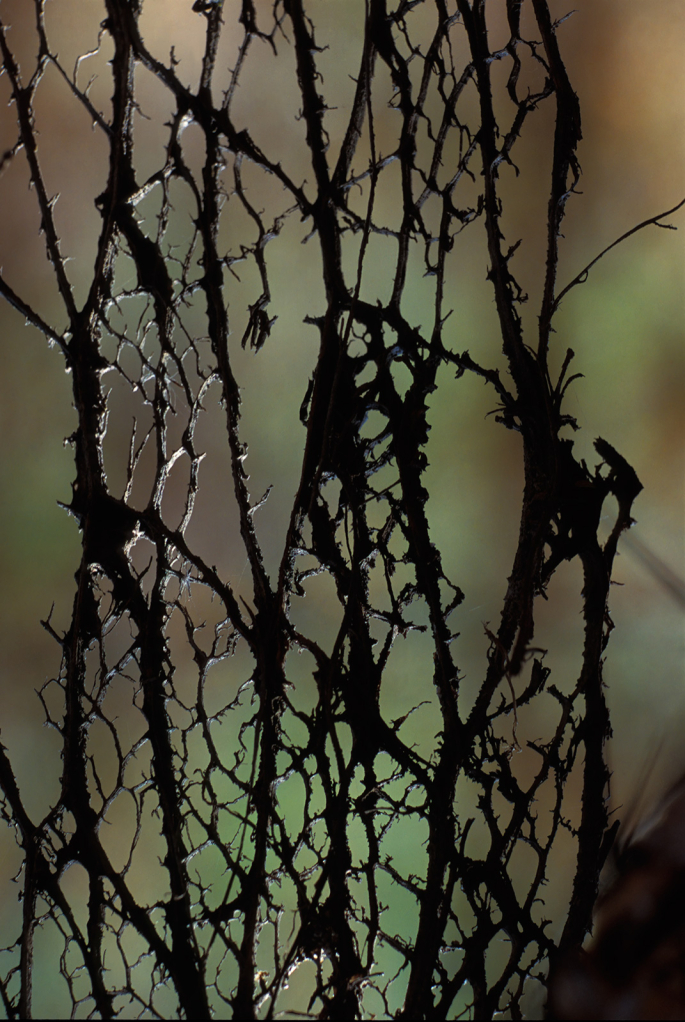 Back Lit Branches