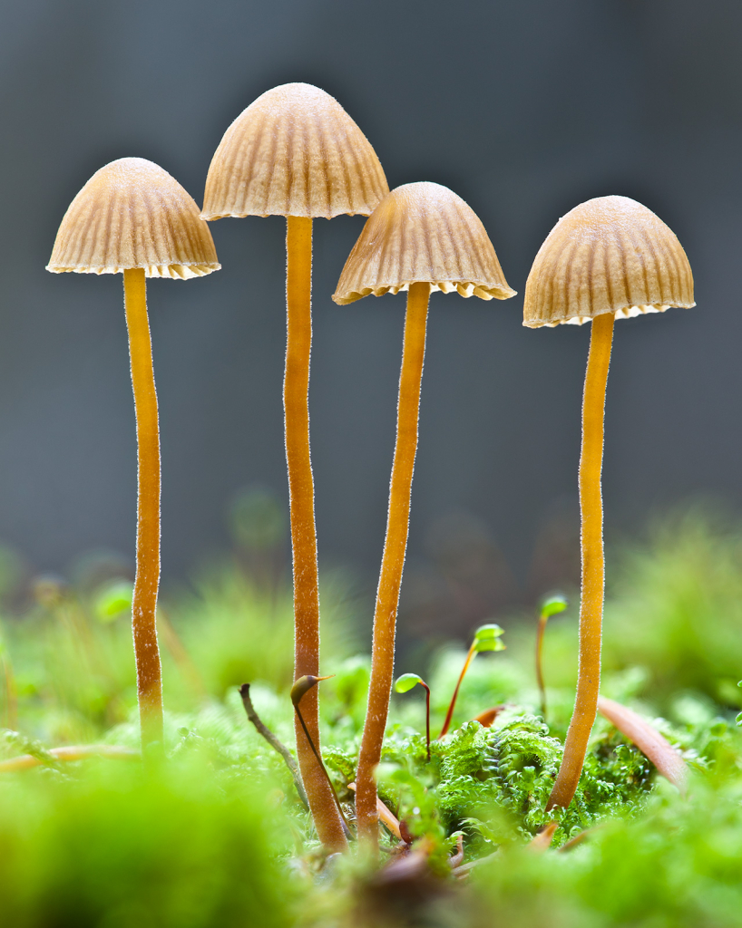 Mushroom, 2617