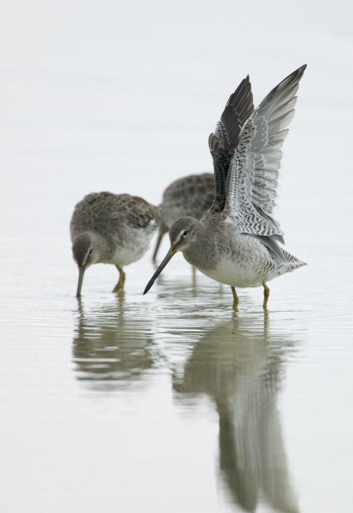 Dowitcher, 3525