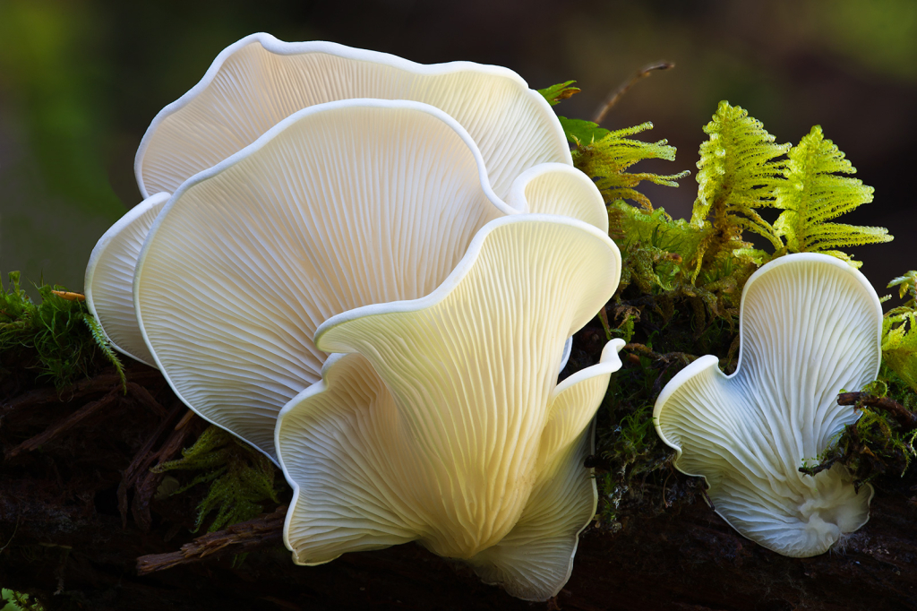 Mushroom, 54216