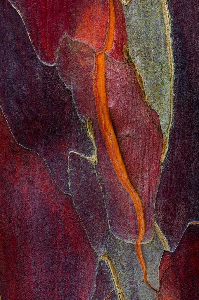 Yew Bark, 908V7844