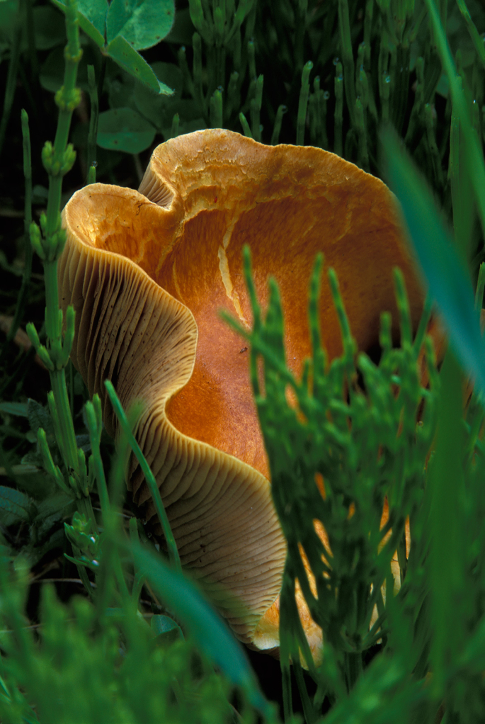 Mushroom, 5b