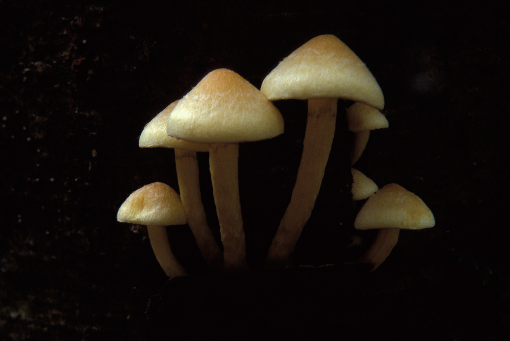 Mushroom, 5