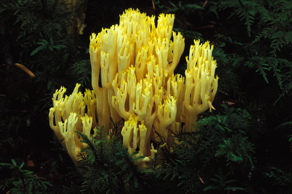 Mushroom 44