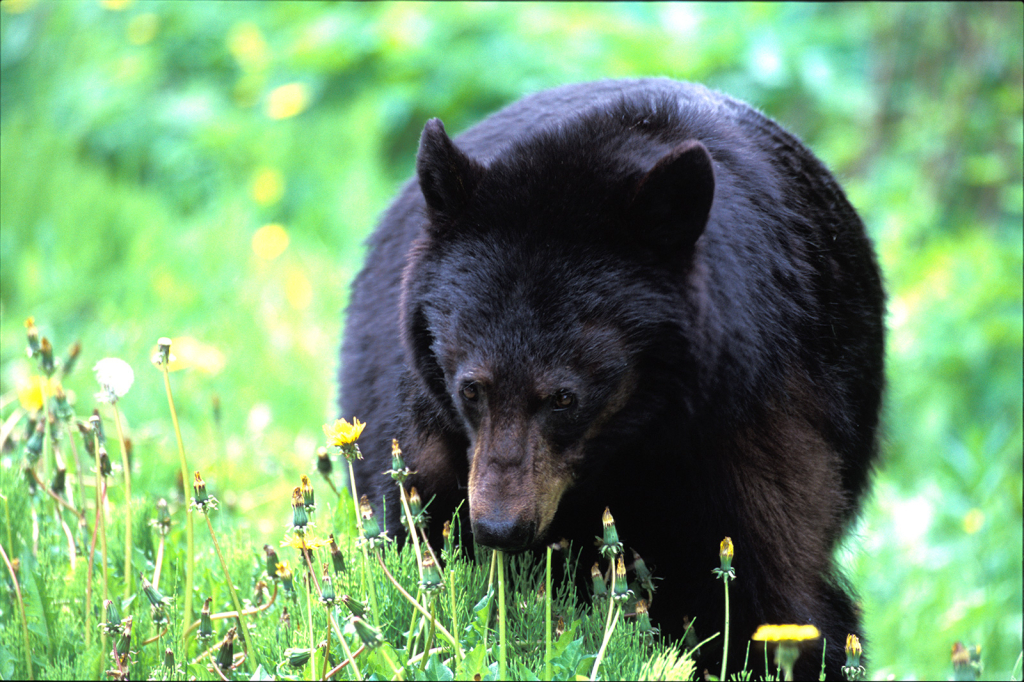 Black Bear, 1