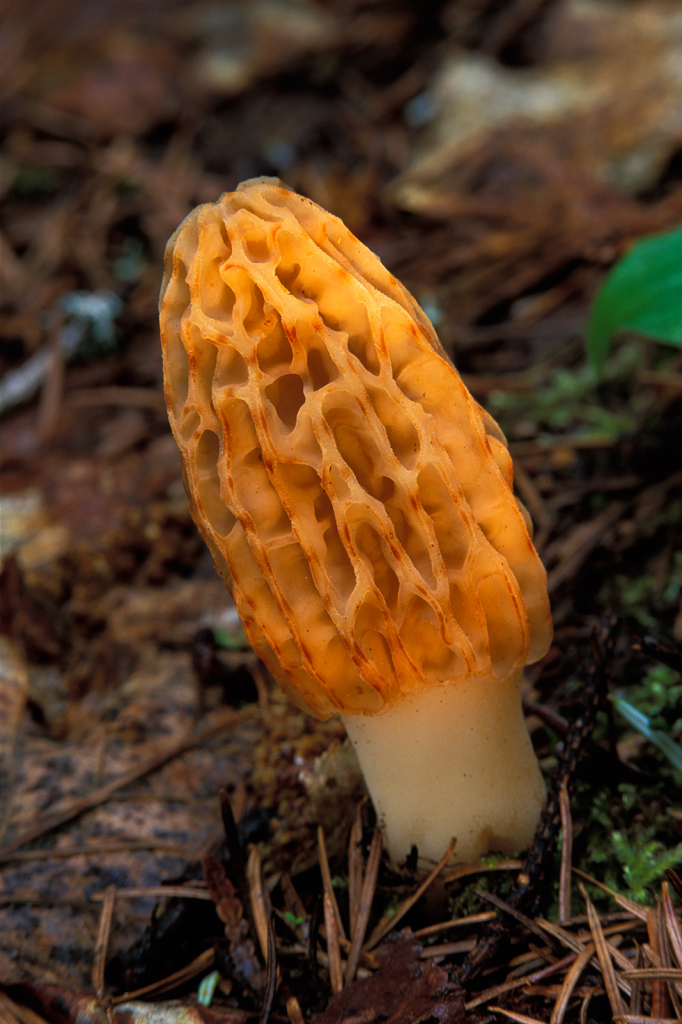 Mushroom, 4