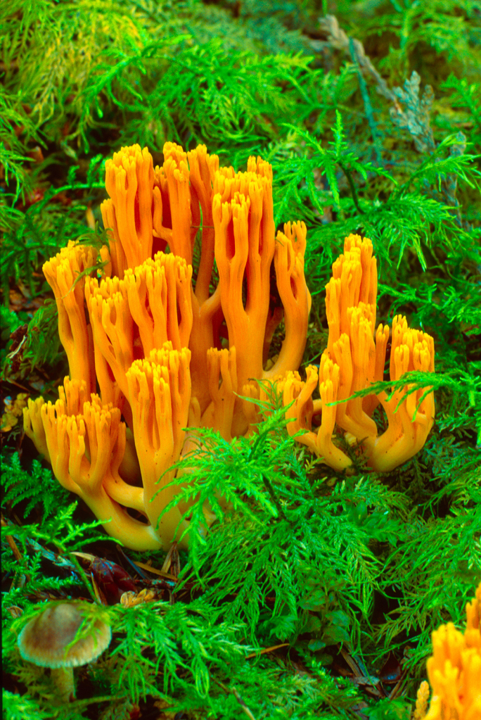 Mushroom, 13