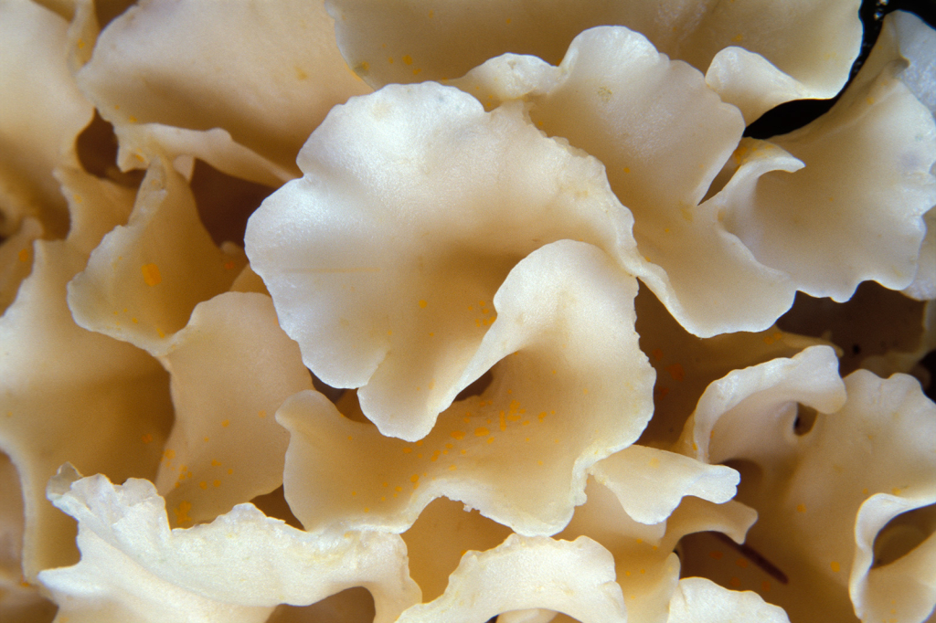 Mushroom, 9