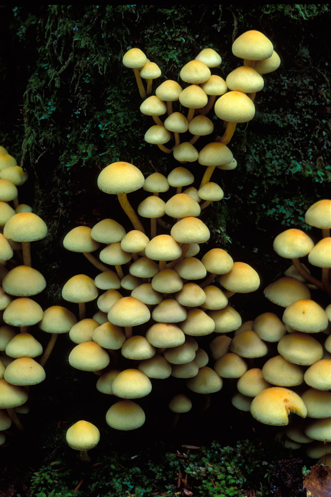 Mushroom, 24