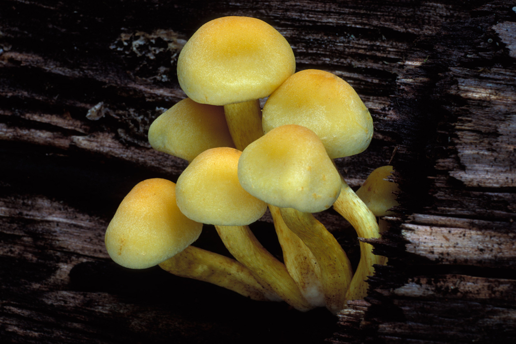Mushroom, 27