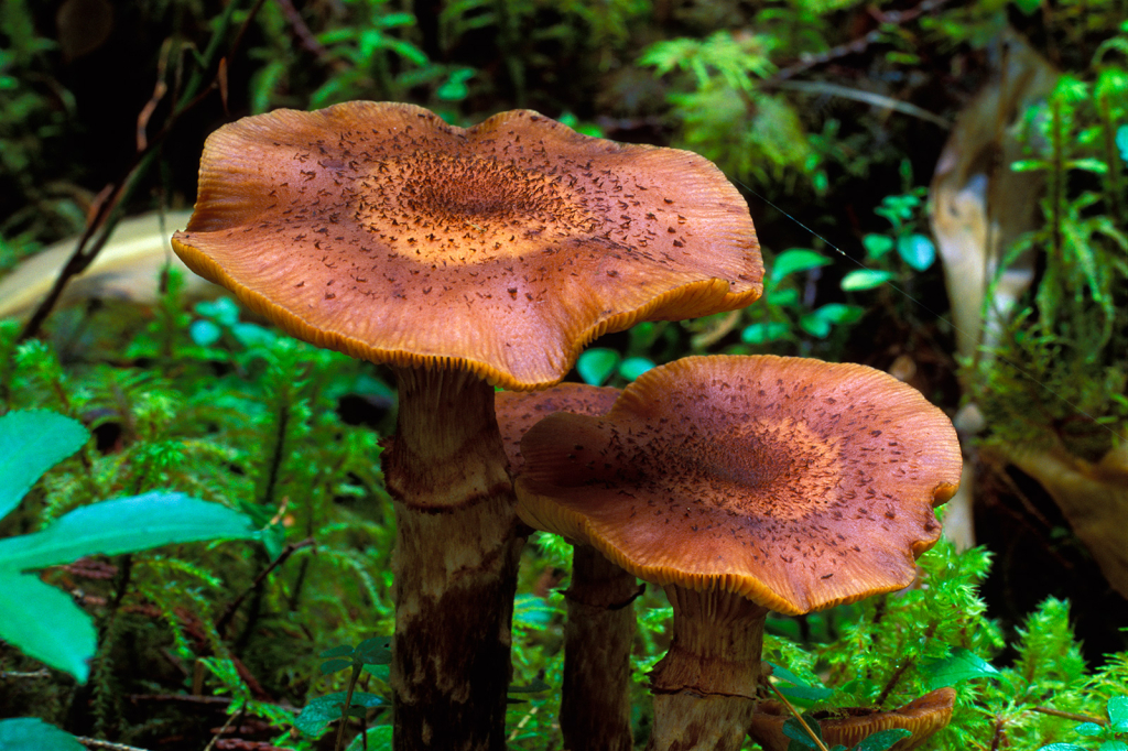 Mushroom, 30